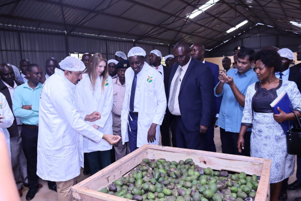 16 07 57 Kisii avocado processing plant 1 1024x682