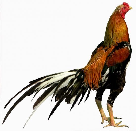 ayam bangkok super