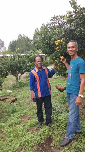 Potensi Pertanian Rakyat di Kab. Simalungun